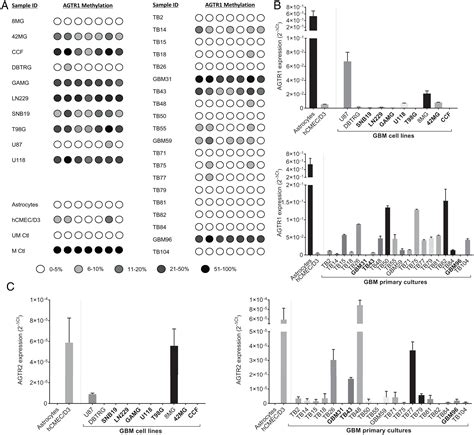 Porcine Angiotensin II Receptor 2 AT2R ELISA Kit